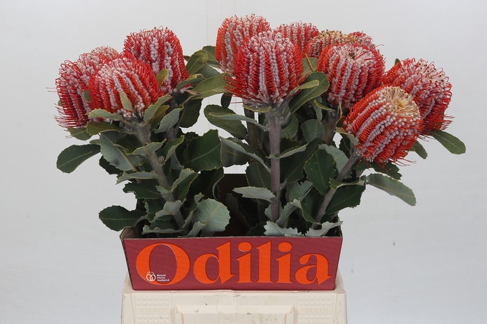 <h4>Banksia Coccinea</h4>