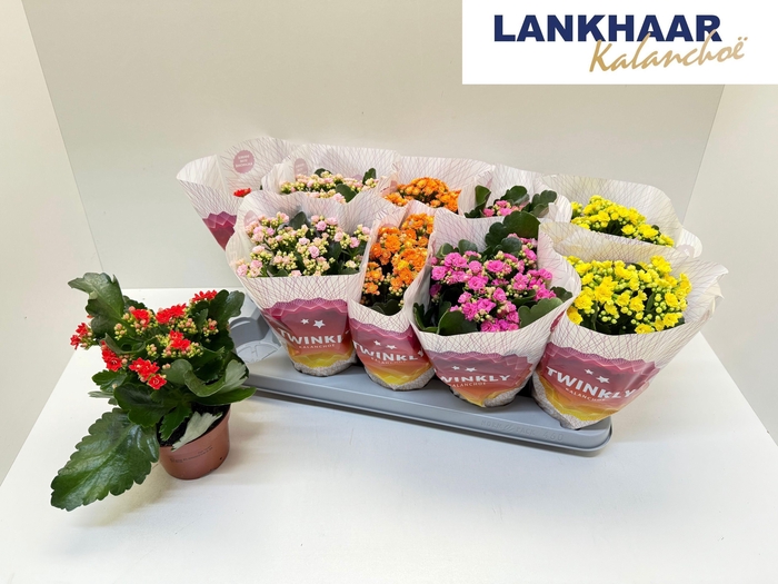 <h4>KAL GE PERFECTA GEM</h4>