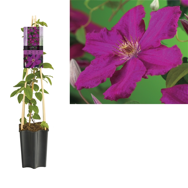 <h4>Clematis 'Ernest Markham' +light label</h4>