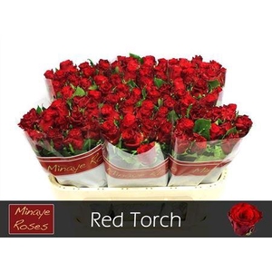 R Gr Red Torch