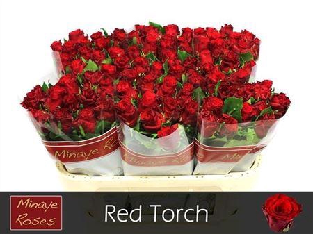 <h4>R Gr Red Torch</h4>
