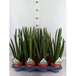 Sansevieria cyl.  ...