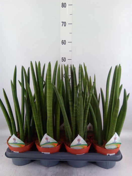 <h4>Sansevieria cyl. ...</h4>