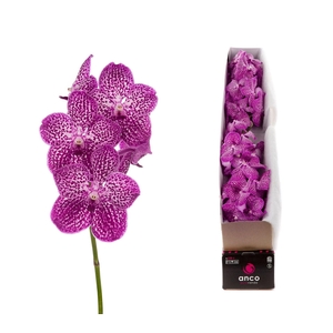 Vanda  'Sunanda Lipstick'