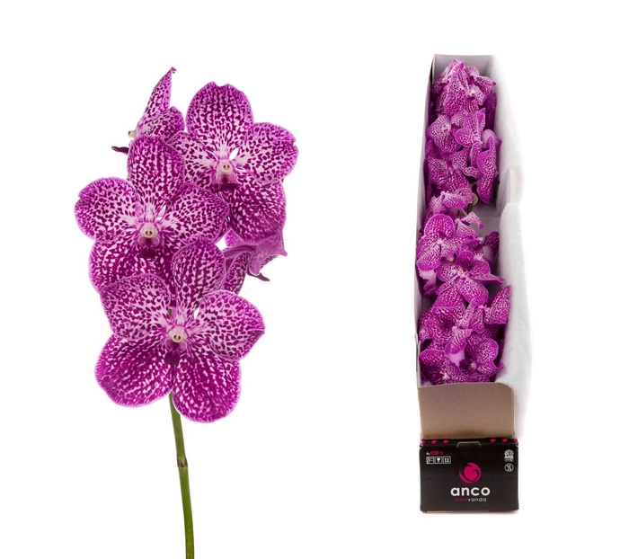 <h4>Vanda  'Sunanda Lipstick'</h4>