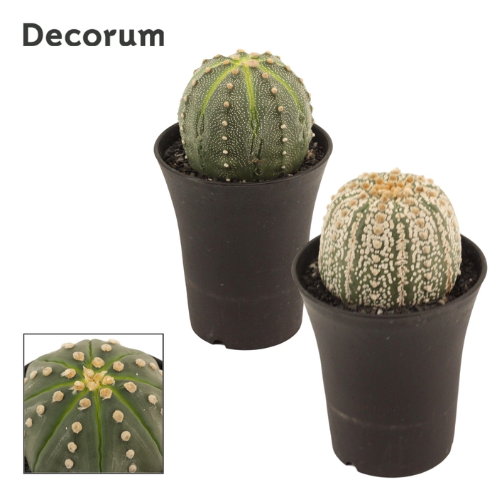 <h4>Astrophytum Asterias 14 cm Single (Decorum)</h4>