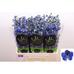 Delph En Bella An Az