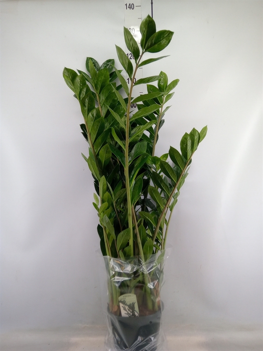 <h4>Zamioculcas zamiifolia</h4>