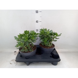 Crassula  'Minova Magic'