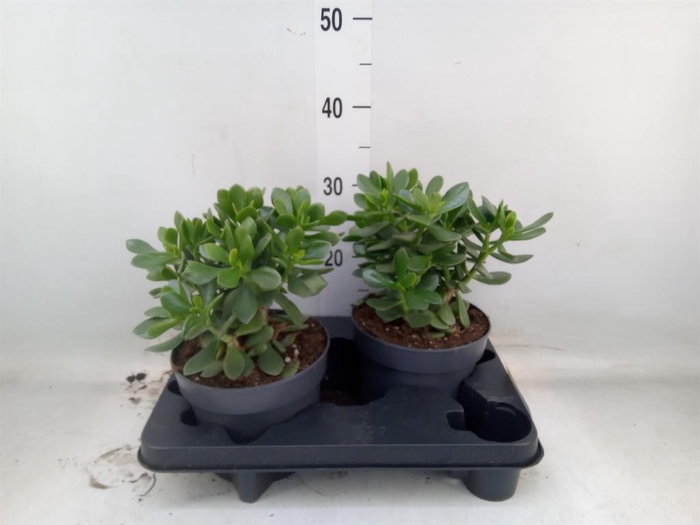 <h4>Crassula 'Minova Magic'</h4>