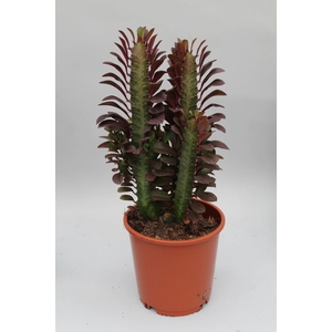Euphorbia trigona 'Rubra'
