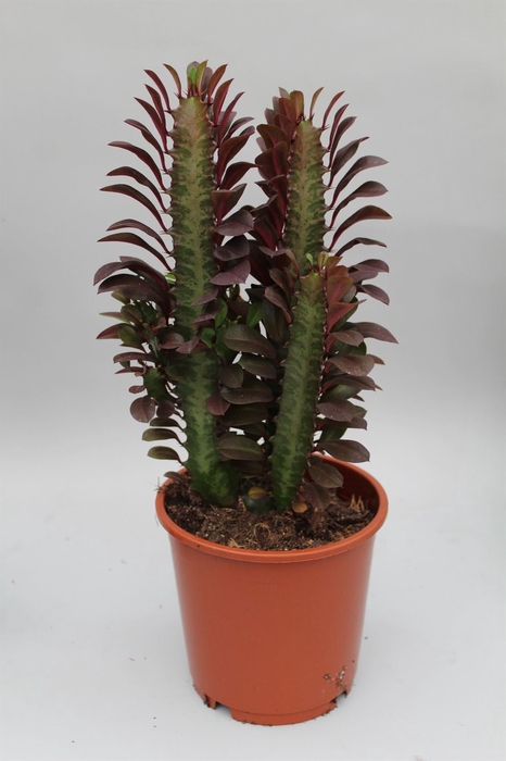 <h4>Euphorbia trigona 'Rubra'</h4>