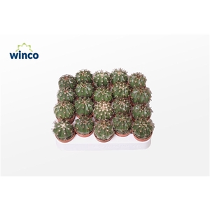 Melocactus Conoideus