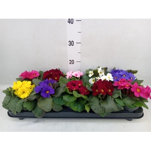 Primula juliae 'Wanda'