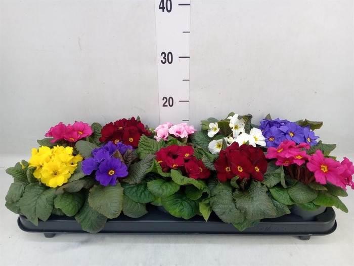 <h4>Primula juliae 'Wanda'</h4>