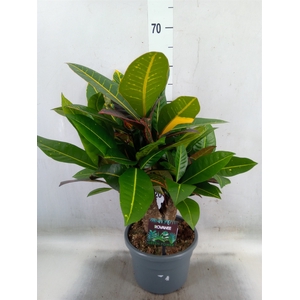Codiaeum var. GR 'Petra'