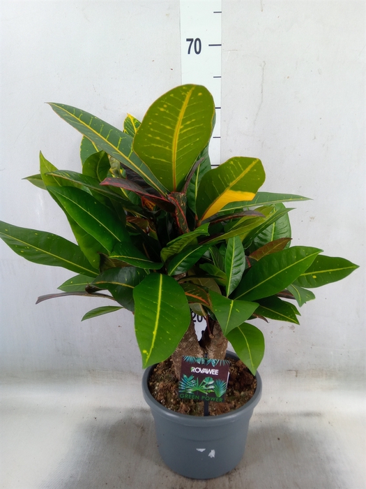 <h4>Codiaeum var. GR 'Petra'</h4>