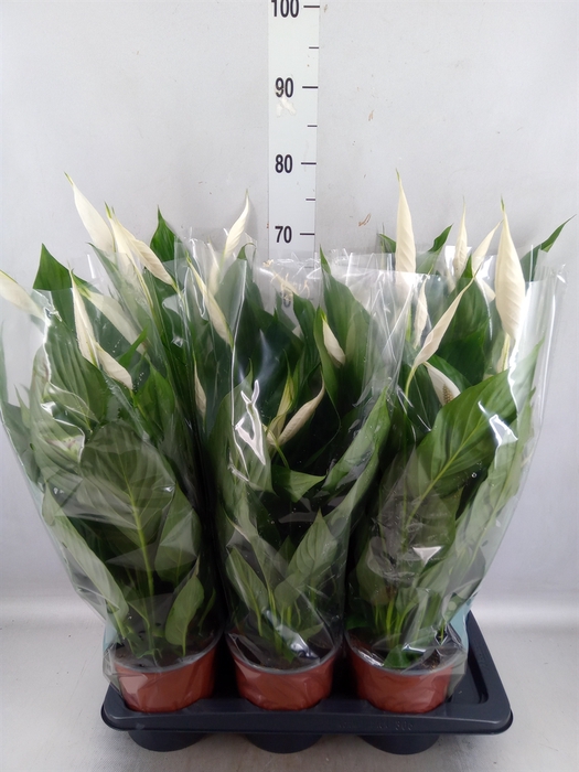 <h4>Spathiphyllum  'Bingo Cupido'</h4>