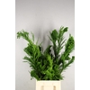 CRYPTOMERIA CRIST LARGE