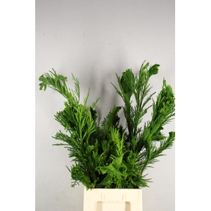 CRYPTOMERIA CRIST LARGE