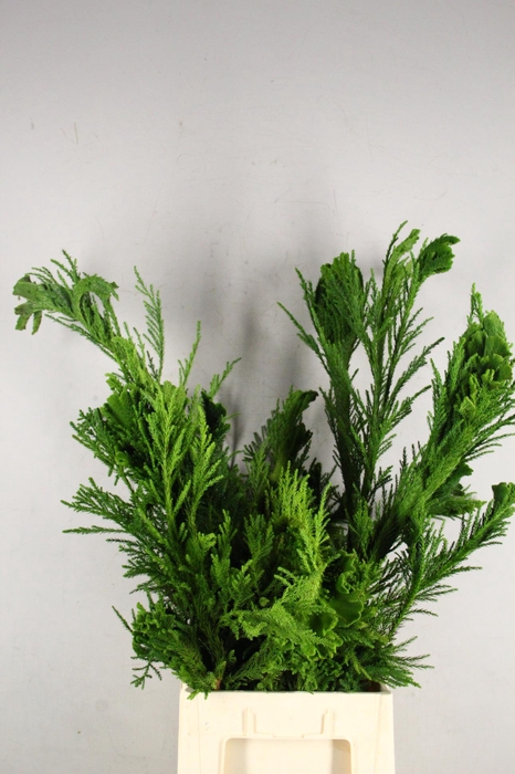 <h4>CRYPTOMERIA CRIST LARGE</h4>