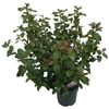 Viburnum tinus 'Lisa Rose'®  sense C5