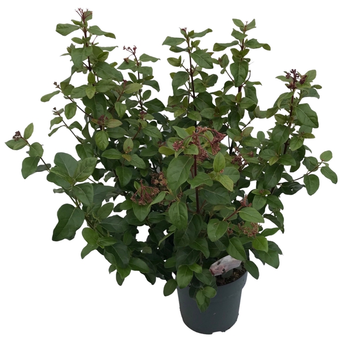 Viburnum tinus 'Lisa Rose'®  sense C5