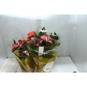 ANTHURIUM VARIADO P17