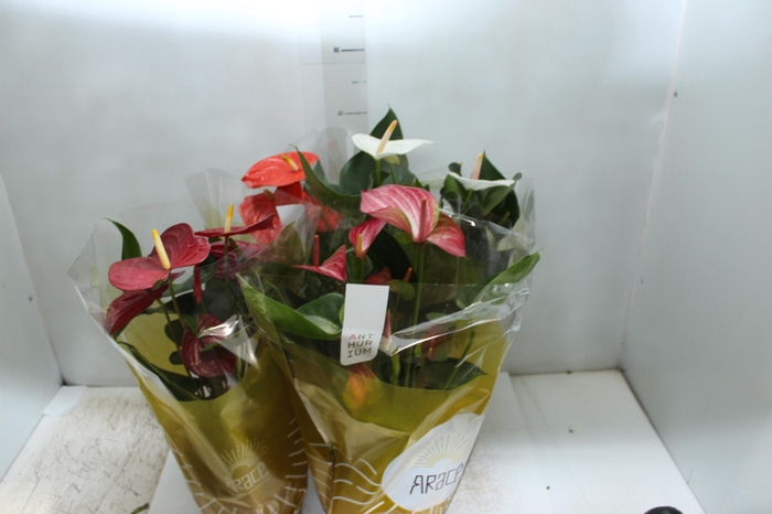 <h4>ANTHURIUM VARIADO P17</h4>