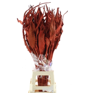 Dried Strelitzia Leafs Red