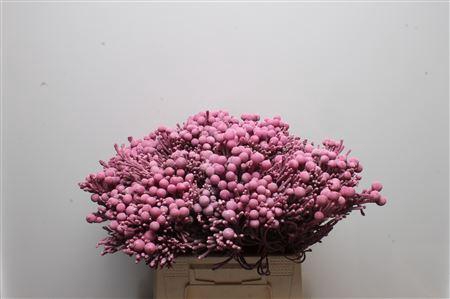 <h4>Kaaps Brunia Silver New Rose</h4>