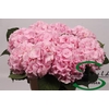 Hydrangea verena