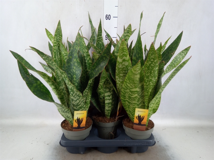 Sansevieria trifa.   ...