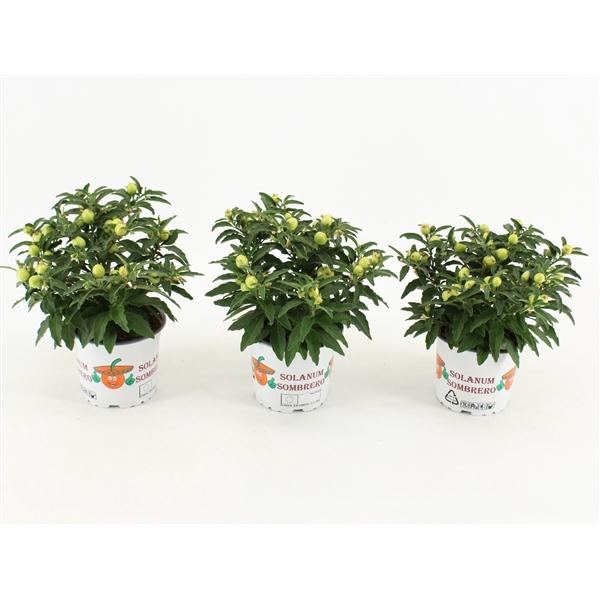 <h4>Solanum Groene bes</h4>