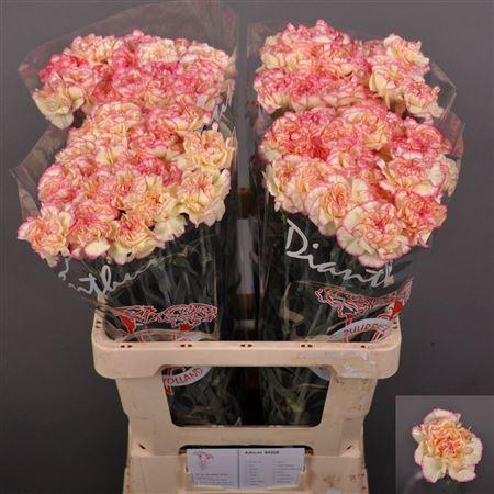<h4>Di St Spritz</h4>