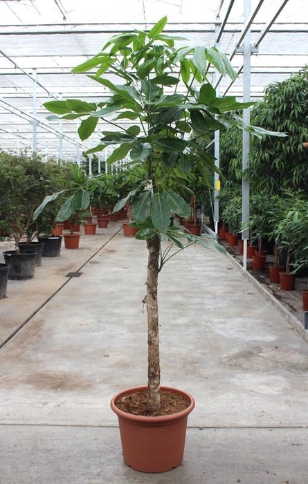 <h4>Schefflera actinophylla 'Amate’</h4>