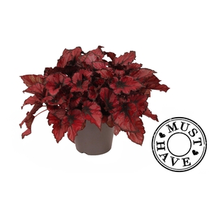 Bladbegonia 17 Rex Kohala Red Must Have