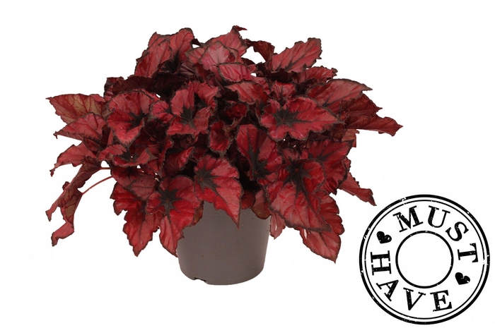 <h4>Bladbegonia 17 Rex Kohala Red Must Have</h4>
