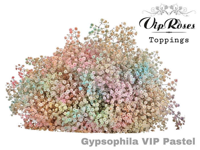 Gyps Pa Vip Pastel