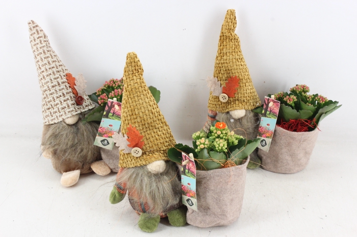 <h4>arr2 JS - Gnome mix</h4>