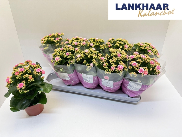 <h4>KAL GE PERFECTA PINK</h4>