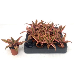 CRYPTAN BIV PINK STA
