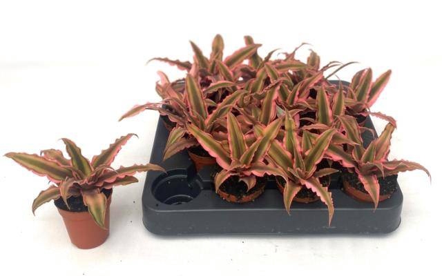 <h4>CRYPTAN BIV PINK STA</h4>