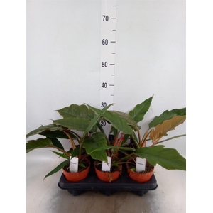 Philodendron bipinn.