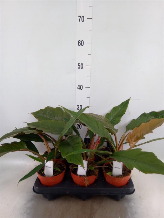 <h4>Philodendron bipinn.</h4>