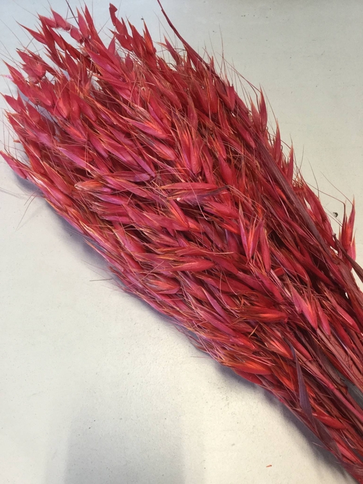 DRIED FLOWERS - AVENA WILD HAVER RED 100GR