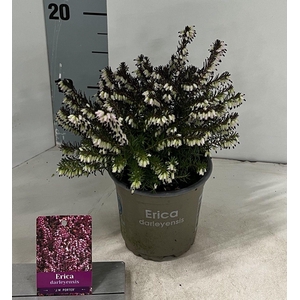 Erica darl. 'J.W. Porter'