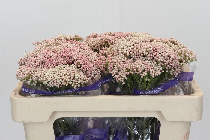 Ozothamnus Cooks Tall Pink