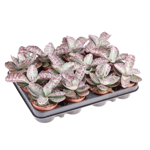 Kalanchoe NF ...