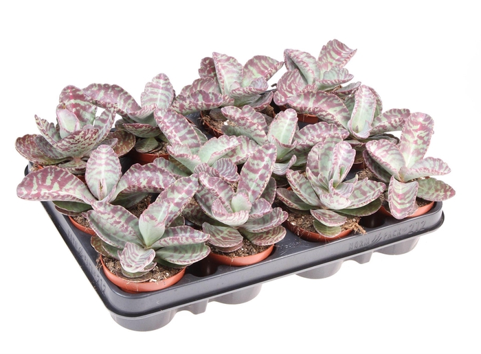 <h4>Kalanchoe NF   ...</h4>
